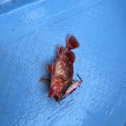 天草でコウイカ初挑戦してきました