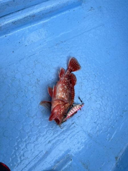 天草でコウイカ初挑戦してきました