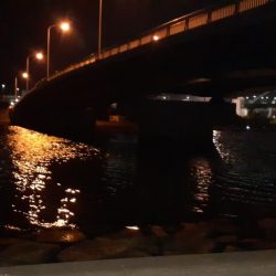 西宮周辺 シーバス