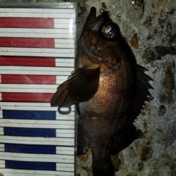 3月も好釣メバリング