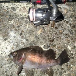 メバリングです