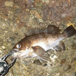 約一年ぶりに。