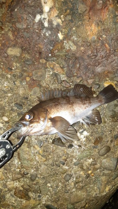 約一年ぶりに。