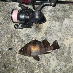 メバリング激渋の日