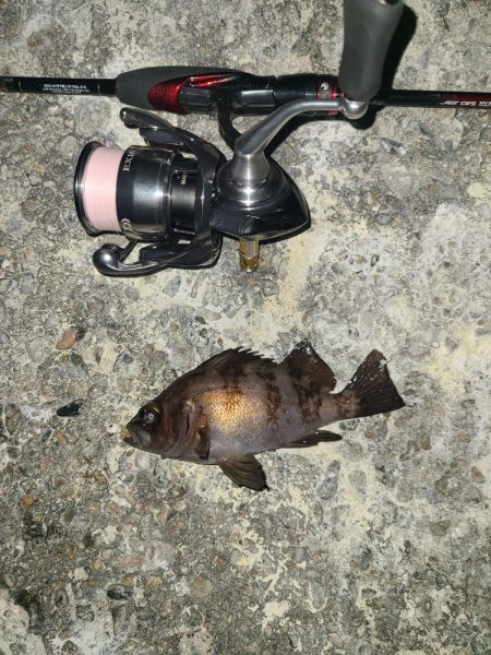 メバリング激渋の日