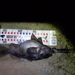 釣り人生初釣果！産卵前のクロソイ？？