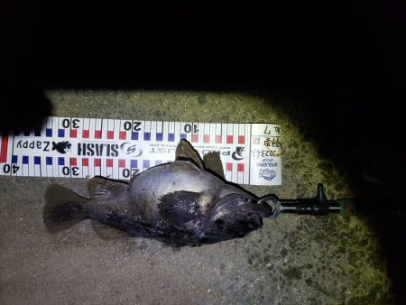 釣り人生初釣果！産卵前のクロソイ？？