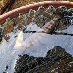 解禁です、サクラ居ませんが渓流は良いですね