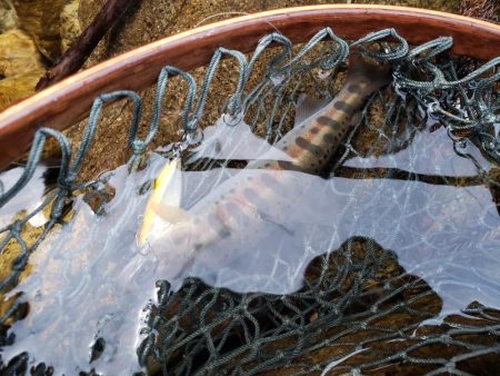 解禁です、サクラ居ませんが渓流は良いですね