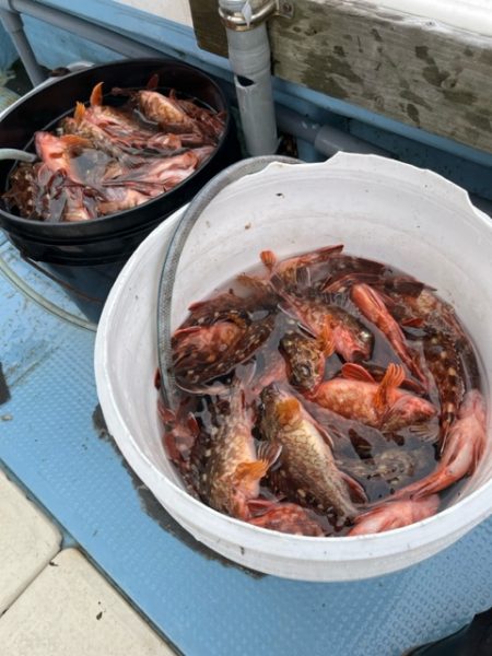 春の関門にアラカブ狙って行って来ました