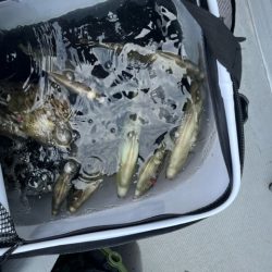 シーズン最終のカワハギ釣りでした