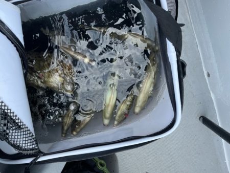 シーズン最終のカワハギ釣りでした