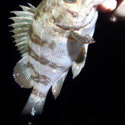 メバル狙いに。