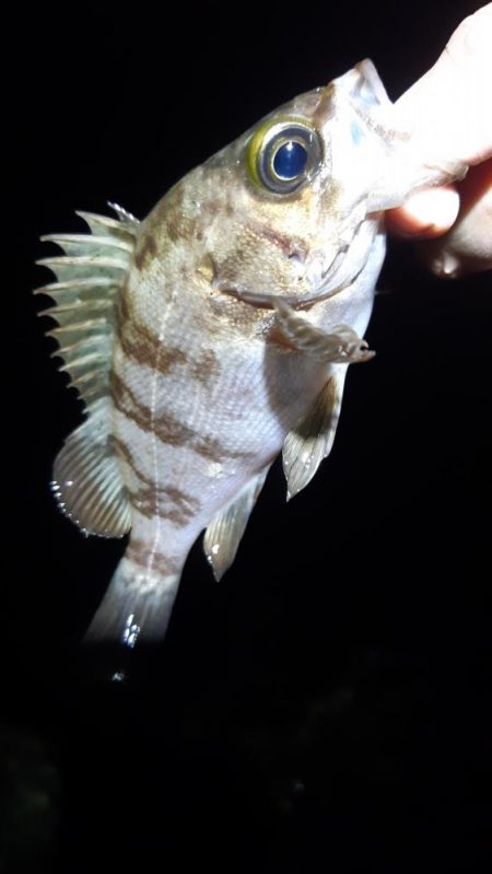 メバル狙いに。