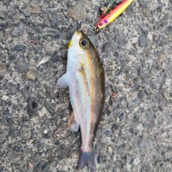 今日も五目釣り達成!