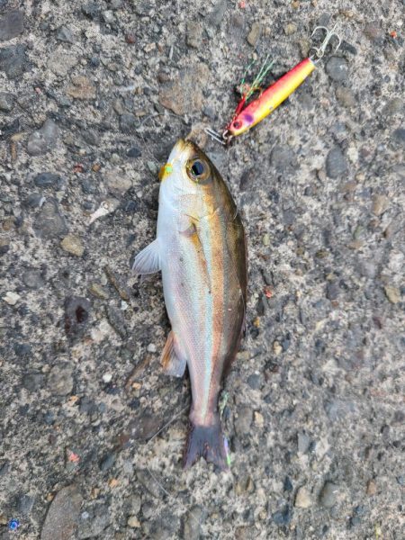 今日も五目釣り達成!