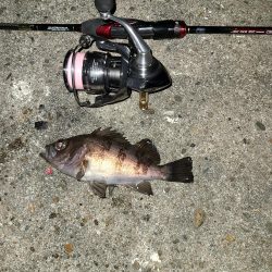 メバリングです