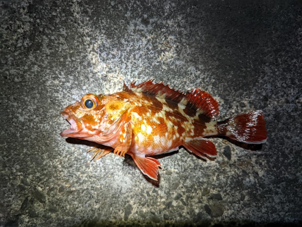 釣りって難しい