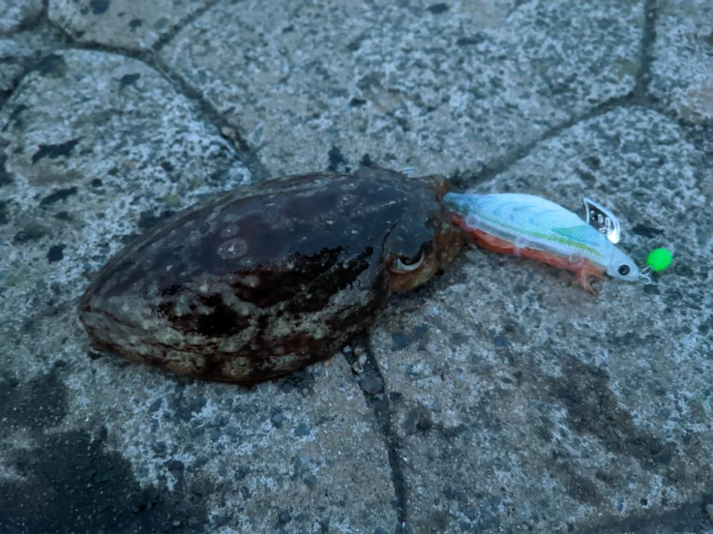 ガチンココウイカ狙い