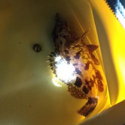 魚はいるけど。。