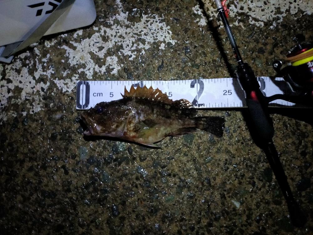 月下美人MXの鱗付け