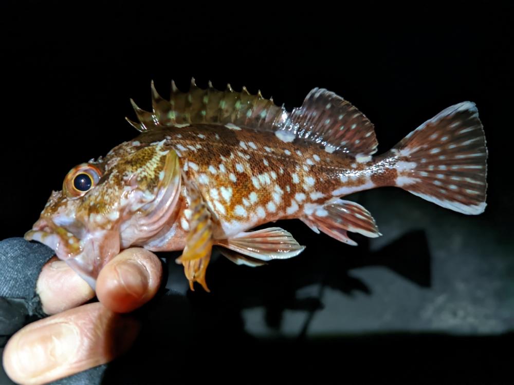 これはこれでありなのか