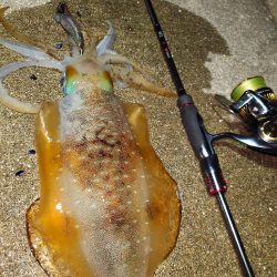 凪エギングIN対馬