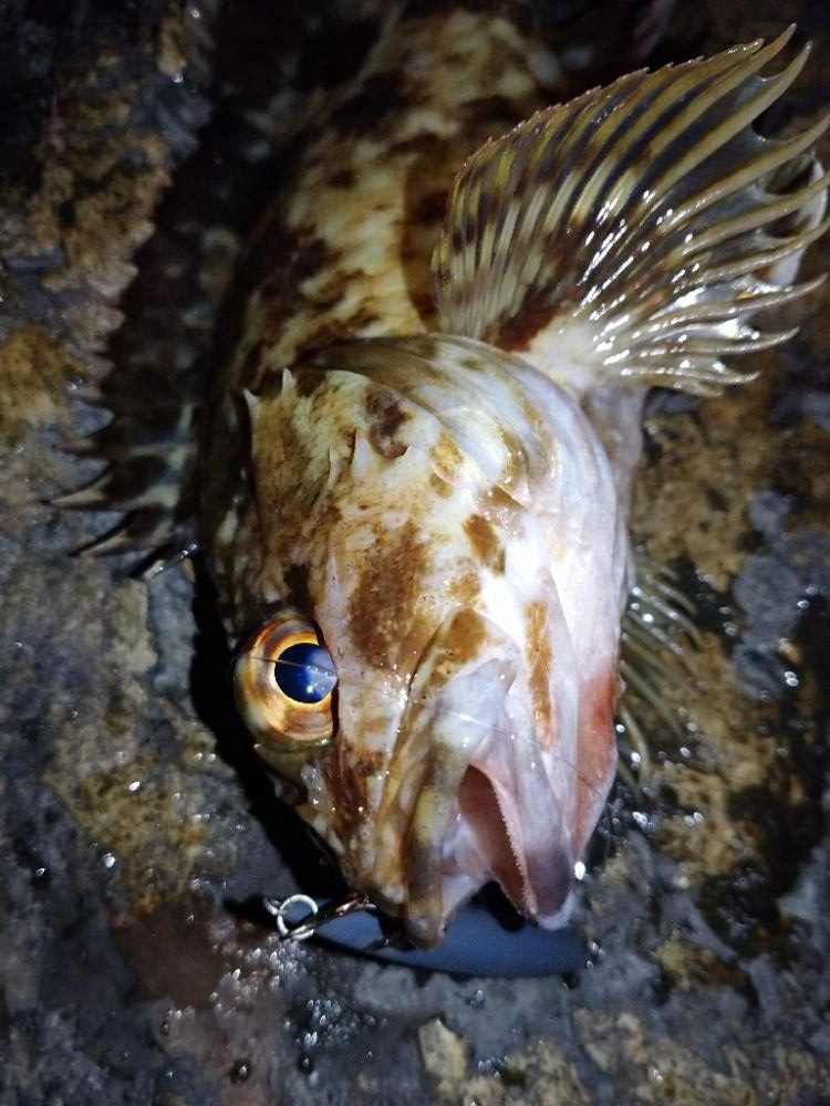 makopenでメバルプラッギング