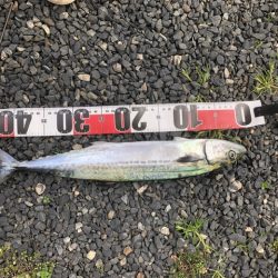 ライトショアジギング