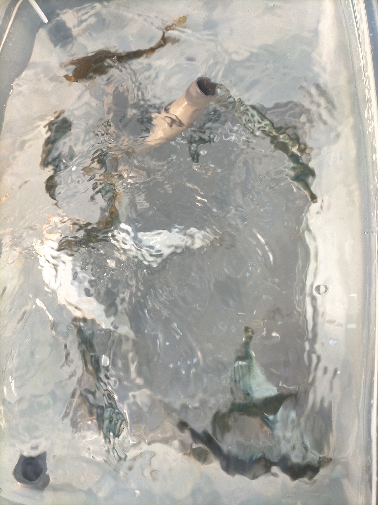 良型マイワシたくさん