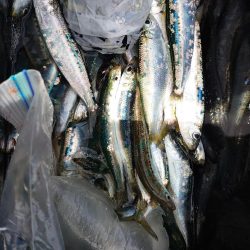 まだまだマイワシ