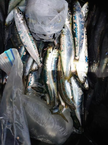 まだまだマイワシ