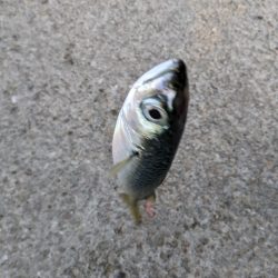 季節はずれの鯖