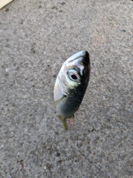 季節はずれの鯖