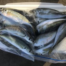 朝マズメにアジ大漁