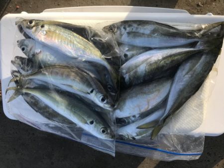 朝マズメにアジ大漁