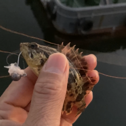 根魚釣り