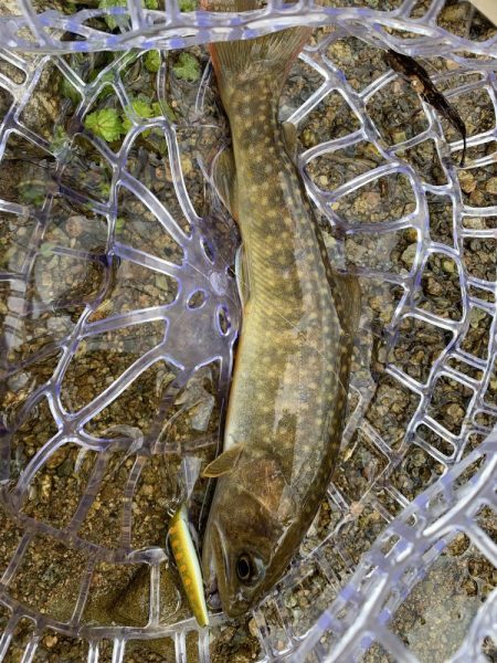 連日渓流釣り