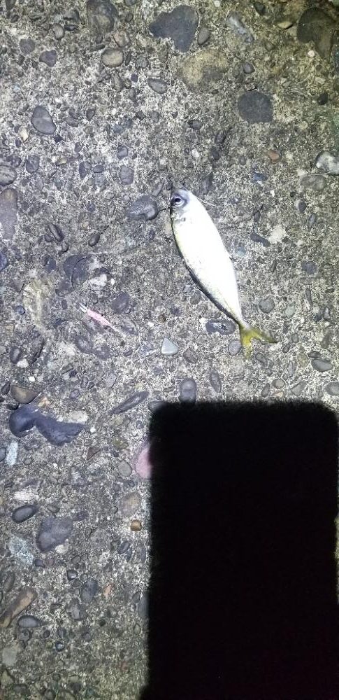 初島漁港周辺 メバリングのはずが