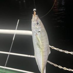 アジングでセイゴ