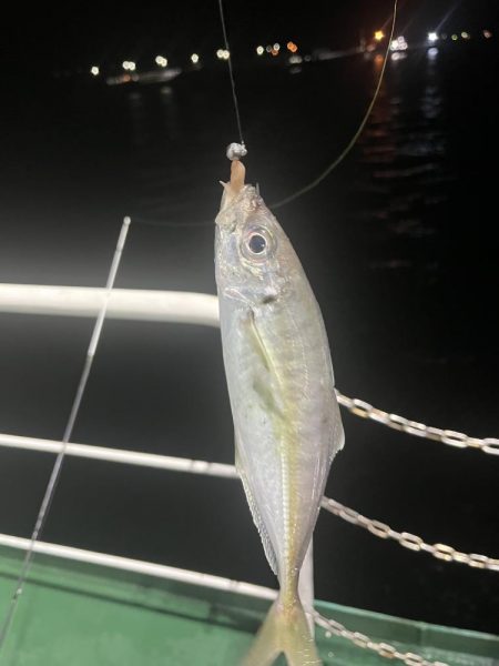 アジングでセイゴ