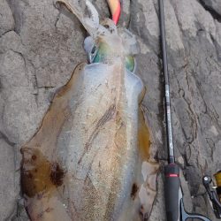 磯ランガンエギングIN対馬