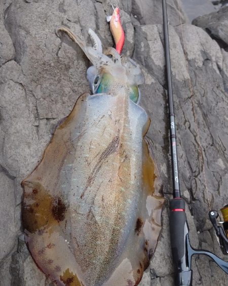 磯ランガンエギングIN対馬