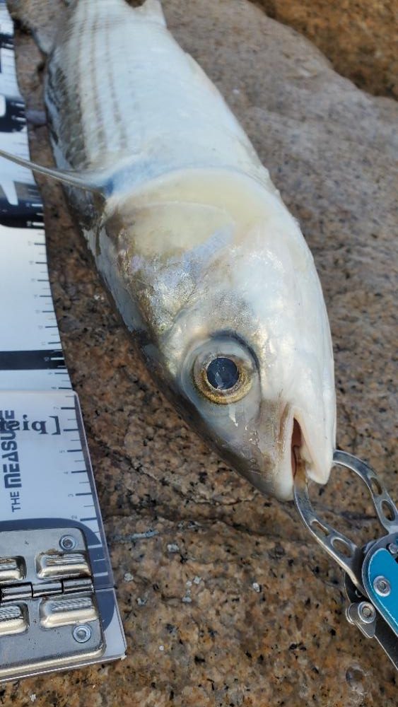 淀川ハードチニング