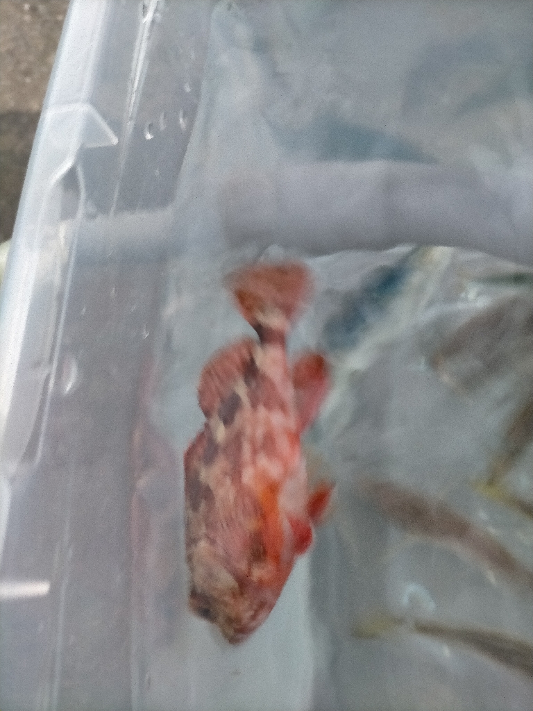 今日はアジが多めでした