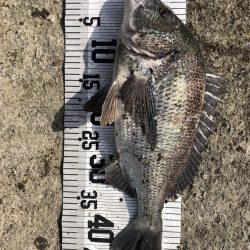 55cm!!(イチノ兄弟兄)