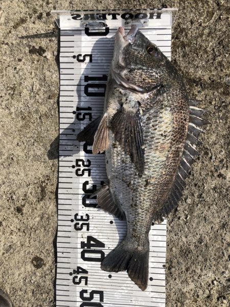 55cm!!(イチノ兄弟兄)