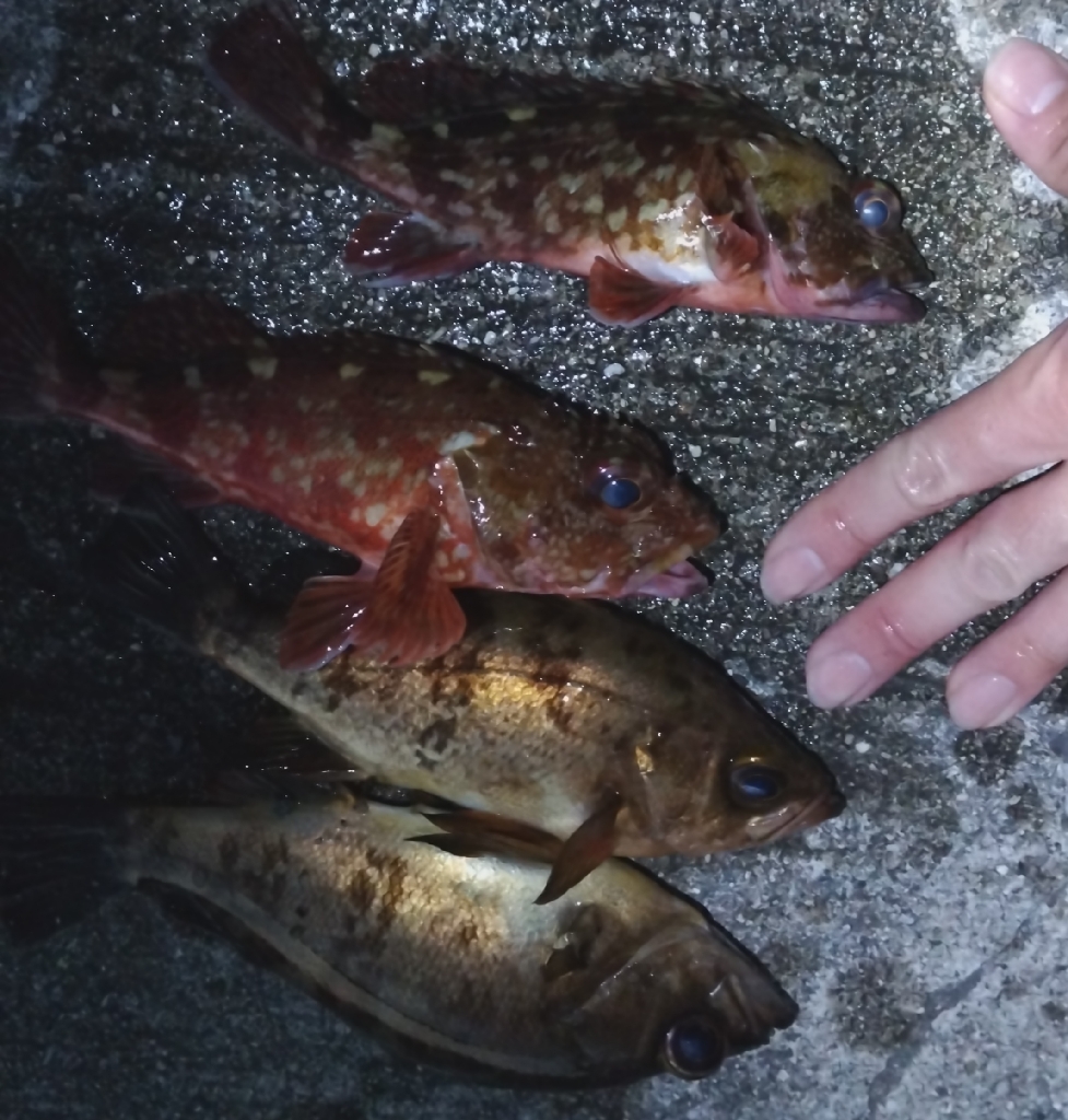 久しぶりのメバル