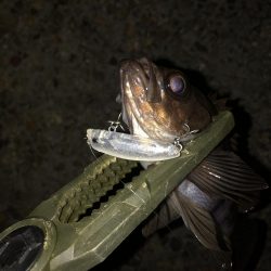 メバルプラッギング