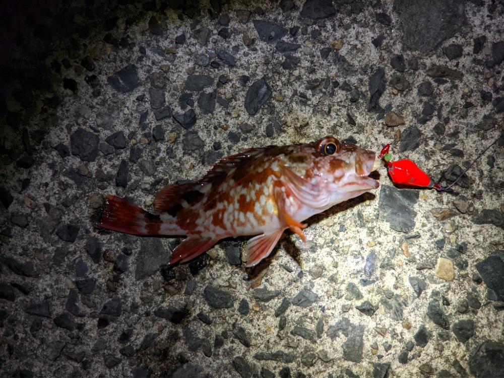 釣り仲間増やす大作戦